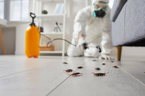 Commercial Rodent Management in East Gaffney